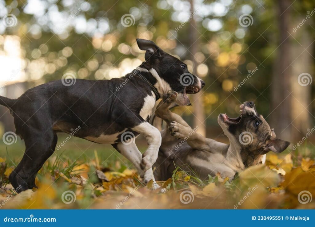 Cómo es el temperamento del Pit Bull Terrier Americano 8 Cómo es el temperamento del Pit Bull Terrier Americano