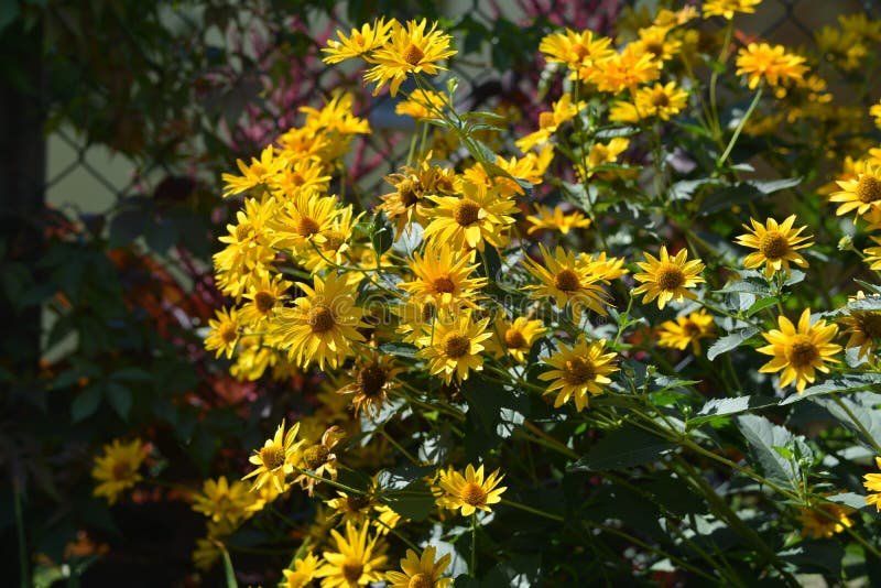 Qué planta tiene un aspecto similar al girasol 4 Qué planta tiene un aspecto similar al girasol
