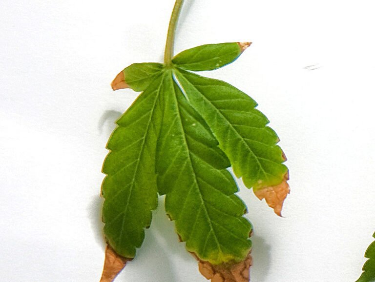 Por qué mis plantas tienen hojas quemadas en los bordes 7 planta con hojas quemadas en los bordes