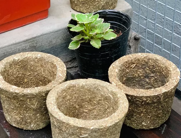 Cómo cultivar una planta de yerba mate en casa fácilmente