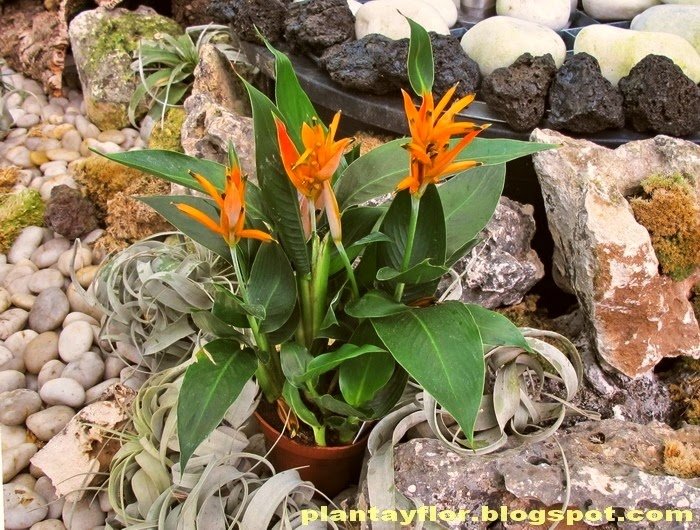 Qué cuidados necesita la planta pico de loro para crecer saludable