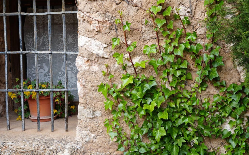 Qué plantas enredaderas son ideales para decorar paredes