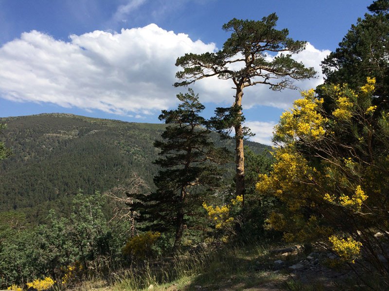 Qué poemas destacados escribió Federico García Lorca