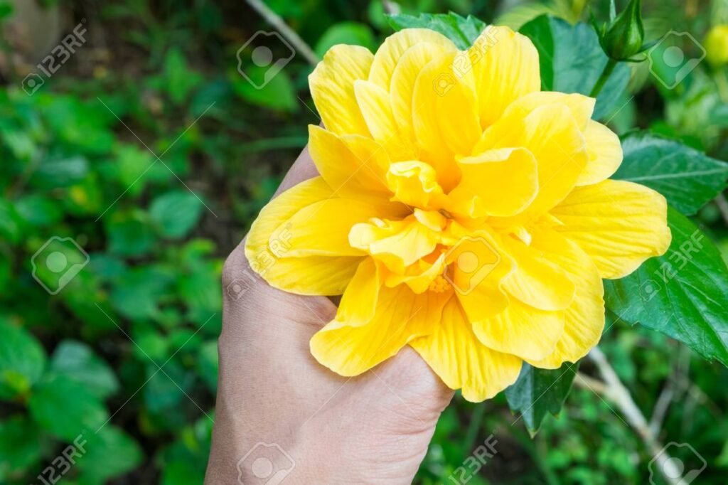 rosa china amarilla en un jardin soleado