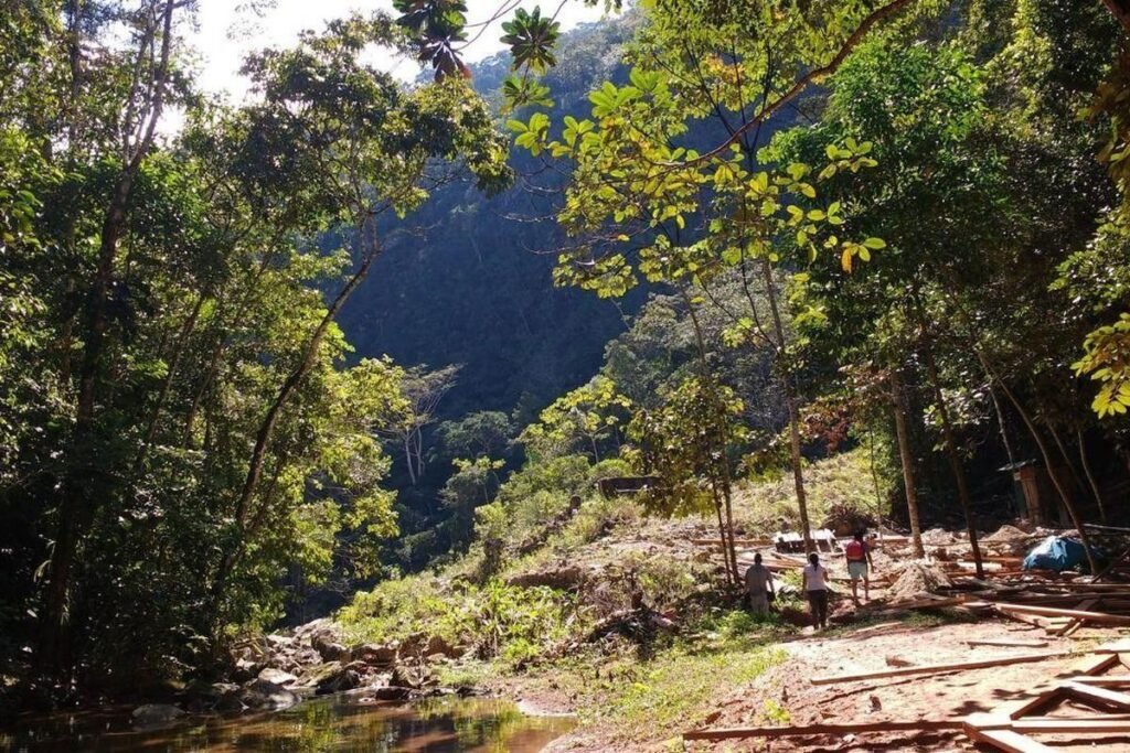 Cómo recorrer un camino por la selva de manera segura y divertida
