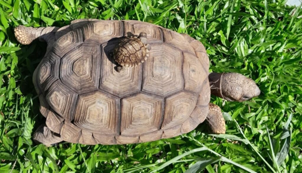 Cómo cuidar a las tortugas de tierra bebés en casa 3 Cómo cuidar a las tortugas de tierra bebés en casa