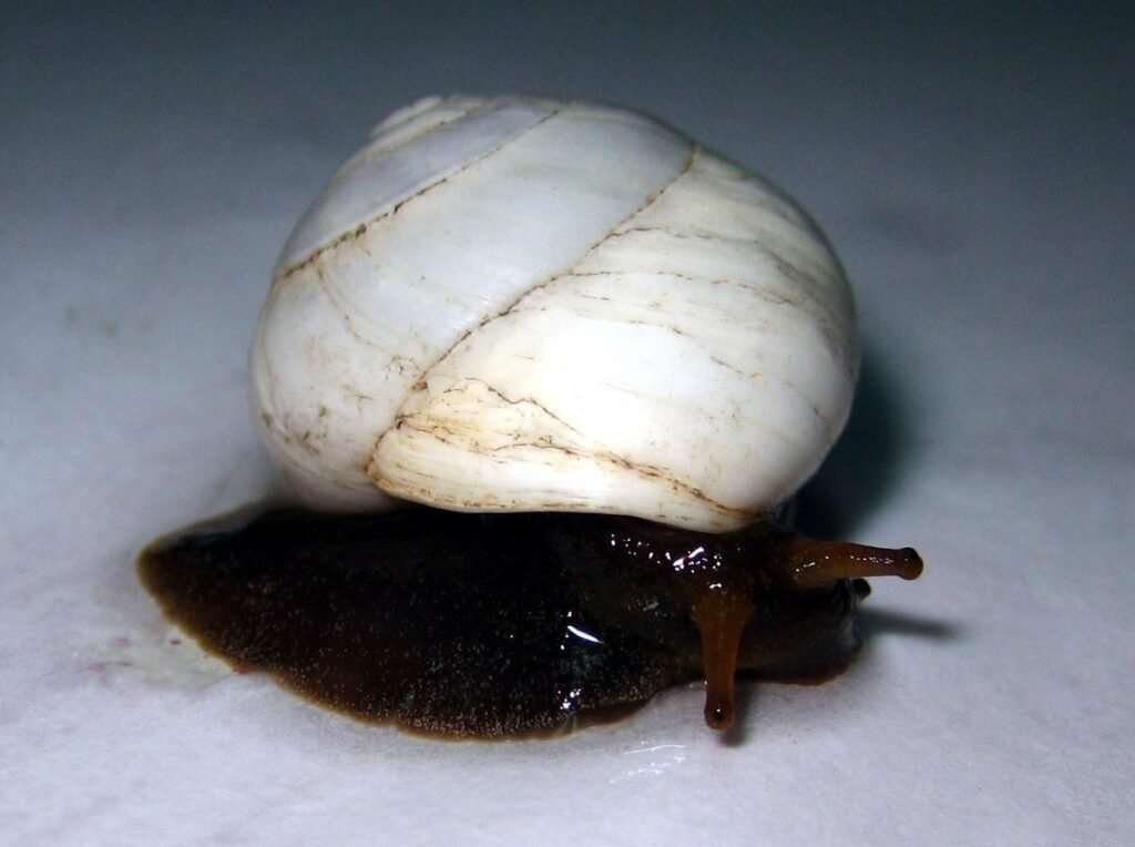 Qué significado tiene “Nutshell” de Alice in Chains