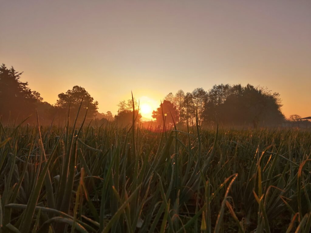 Cómo encontrar imágenes de muy buenos días para compartir