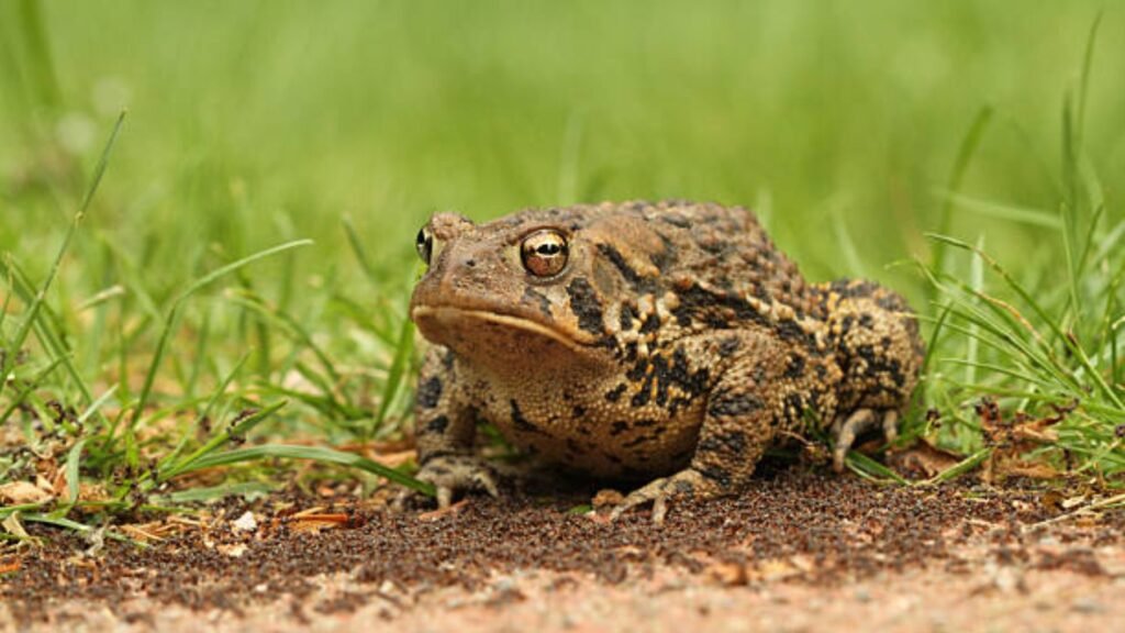 Qué significa ser un “sapo de otro pozo” en el habla popular