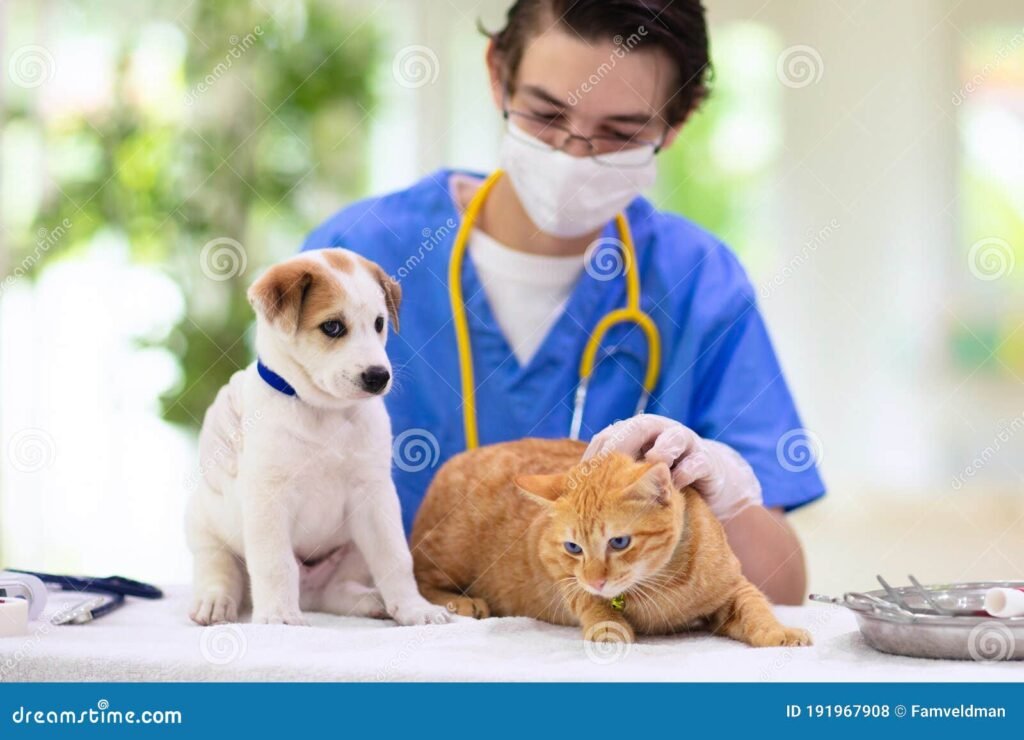 Qué servicios ofrece una veterinaria para gatos y perros 5 Qué servicios ofrece una veterinaria para gatos y perros