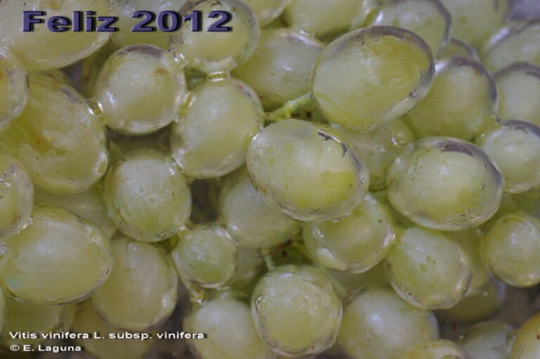 Por qué el zorro no puede alcanzar las uvas en la fábula 4 zorro intentando alcanzar unas uvas colgantes