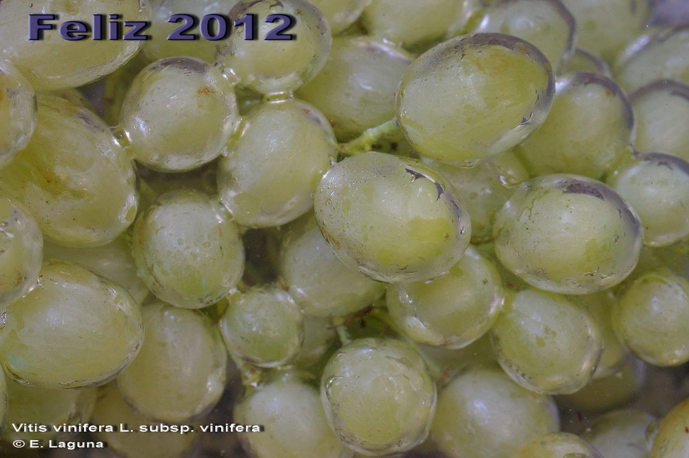 Por qué el zorro no puede alcanzar las uvas en la fábula